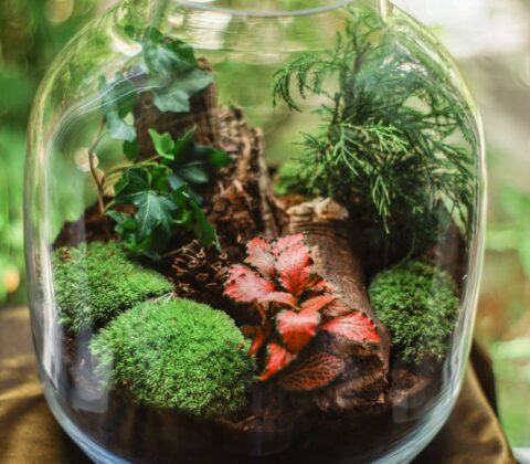Terrarium